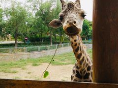 -辛玛王国游乐园