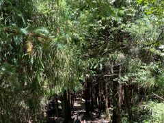 -武陵山森林公园