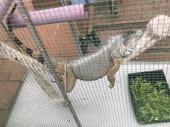 -东兴口岸-中越友谊大桥