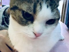 -喵百万·布偶·蓝金金渐层英短·猫舍(百子湾店)
