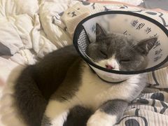 -瑞派康怡24h宠物医院·犬猫医疗中心·微创绝育(瑞景分院)