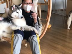 -Husky Go! 哈士奇体验馆·宠物咖啡厅狗咖