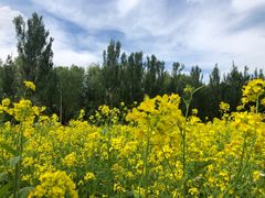 -长白岛森林公园