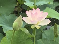 -莲花池公园