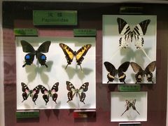 -上海昆虫博物馆