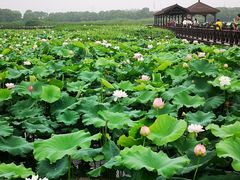-荷塘月色湿地公园·向阳花洲