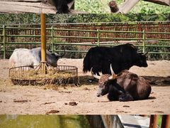 -青藏高原野生动物园