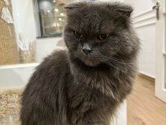 -楼上猫咖(罗湖店)