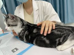 -lincat·猫舍(广州店)