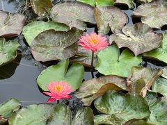 -东莞植物园