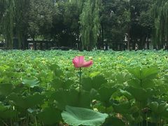 -四川大学(望江校区)