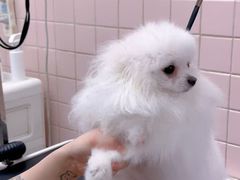 -FAELING PETS美天灵宠物(富力广场店)