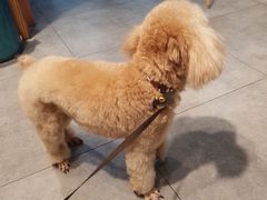 -帕帕拉兹宠物(亚洲旗舰店)