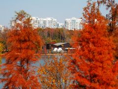 -昆山城市生态森林公园