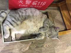 -小时光咖啡馆(开森度假森林店)