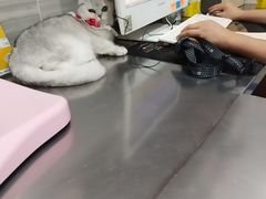 -瑞派名望志远动物医院·猫科·內科·异宠专科(直港大道店)