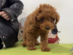 -瑞鹏宠物医院·爱宠堂·骨外专科(西荷分院)