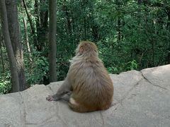 -黔灵山公园