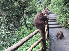 -峨嵋山金顶