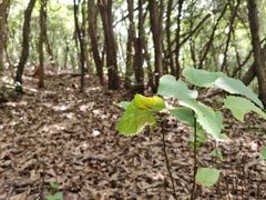 -杭州半山国家森林公园