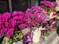 -溪岸路花鸟市场