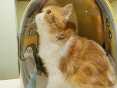 -艾贝尔宠物医院·24H转诊中心·肿瘤猫专科(江宁双龙店)