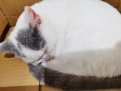 -Heymao猫咖.咖啡厅(东门店)