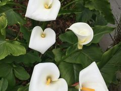 -优游吧斯邹族文化部落