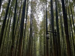 -山王坪喀斯特国家生态公园