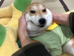 -逗柴咖啡屋·狗咖猫咖宠物桌游