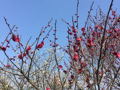 -香雪海