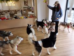 -Husky Go! 哈士奇体验馆·宠物咖啡厅狗咖