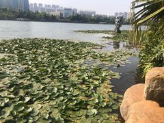 -洛龙公园