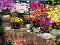 -双季花艺园艺市场(浦东店)