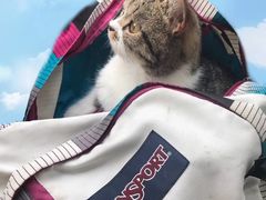 -宠爱国际动物医院· 猫科· 外科·中兽医(长白店)