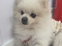 -汪说·狗咖·拼豆·宠物周边DIY(旺城大厦店)