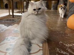 -猫猫幼稚园·撸猫·桌游·电玩