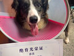 -立德动物医院·重症转诊·24H夜诊·CT·心脏彩超(顺德中心分院)