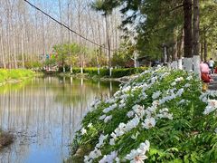 -合肥滨湖国家森林公园