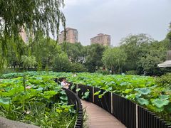 -陈家山荷花公园