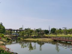 -王借岗森林公园