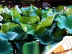 -陈家山荷花公园