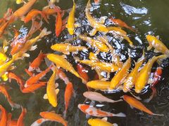 -南宫五洲植物乐园