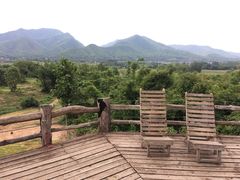 -大树秋千