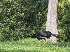 -世界恐龙谷景区