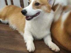 -柯斗斗主题餐厅·狗咖·围炉煮茶·茶饮(国瑞升平里店)