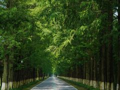 -黄海国家森林公园