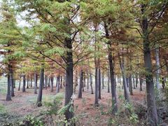 -广富林郊野公园