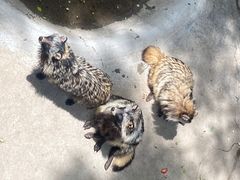 -西霞口神雕山野生动物世界