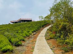 -桑洲油菜花景区